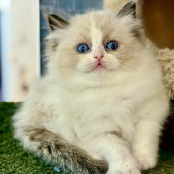 ラグドール【千葉県・女の子・2025年10月8日・シールポイントバイカラー】の写真「美しく澄んだブルーの瞳と、整った構成の可愛いお顔」