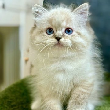 ラグドール【千葉県・男の子・2025年6月10日・シールリンクスポイントミテッド】の写真「耳は小さくて精巧、手袋を付けているトラちゃん🐯、」