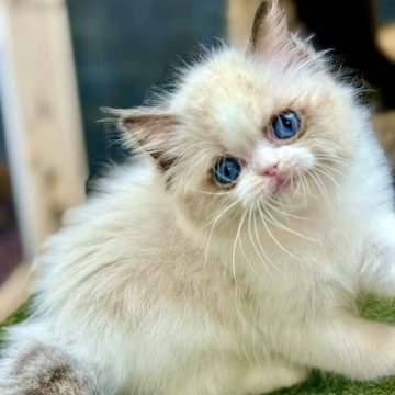 ラグドール【千葉県・女の子・2025年9月28日・シールポイントバイカラー】の写真「つぶらな瞳と穏やかな雰囲気が魅力の、優しさあふれる」