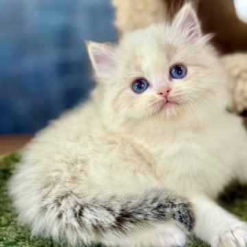 ラグドール【千葉県・女の子・2025年10月8日・シールリンクスポイントバイカラー】の写真「雲のようにふわふわした長い毛並みを持ち、澄んだ青い」