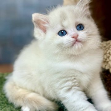 ラグドール【千葉県・女の子・2025年9月16日・ブルートッティポイントバイカラー】の写真「希少な宝石のように輝き💎招き猫💰幸運を呼ぶ🐈」