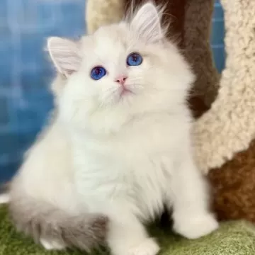 ラグドール(6月15日購入予定) ラグドールの子猫を探す｜ブリーダー直販の子猫販売【みんなの