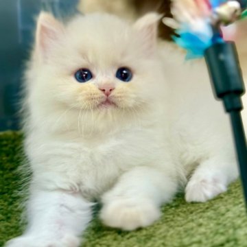 ラグドール【千葉県・男の子・2025年6月15日・レッドポイントバイカラー】の写真「まるで太陽にキスされた雲のように、クリーム色の毛」