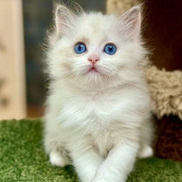 ラグドール【千葉県・女の子・2025年7月22日・ブルートーティポイントバイカラー】の写真「独特の芸術作品であり、見る者を魅了してやまない存在」