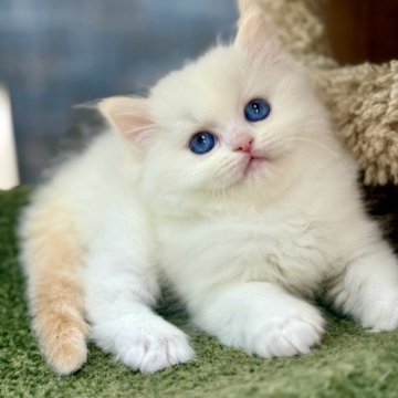 ラグドール【千葉県・男の子・2025年9月16日・レッドポイントバイカラー】の写真「炎🔥のような毛並みは、独特な輝きを放ち✨」