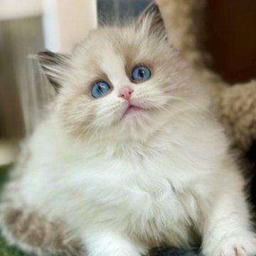 ラグドール【千葉県・女の子・2025年10月13日・シールポイントバイカラー】の写真「上品さと甘えん坊のバランスが絶妙なお姫さまタイプ」