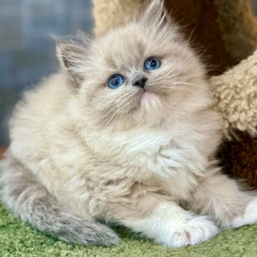 ラグドール【千葉県・男の子・2025年9月20日・ブルーポイントミテッド】の写真「好奇心旺盛で無邪気、遊び好きな手袋付きの🧤男の子」