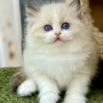 ラグドール【千葉県・女の子・2025年9月17日・シールポイントバイカラー】の写真「光をまとったような白い毛並みが、小さな体を包み込ん」