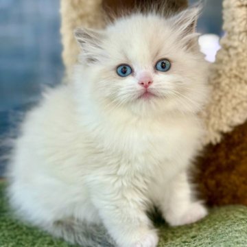 ラグドール【千葉県・男の子・2025年10月30日・ブルーポイントバイカラー】の写真「ゆっくりゆっくりの子、マイペースな性格がたまらない」