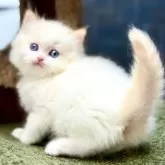 ラグドール【千葉県・男の子・2025年1月26日・レッドリンクスポイントバイカラー】の写真1