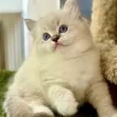 ラグドール【千葉県・女の子・2025年4月8日・シールリンクスポイントミテッド】の写真1