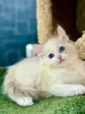ラグドール【千葉県・女の子・2025年4月8日・シールトーティポイントバイカラー】の写真2