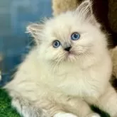 ラグドール【千葉県・女の子・2025年3月28日・ブルーポイントミテッド】の写真4「毛はふわふわで、色は優しいベージュと白が混ざっています。目は大きく、まるで何かを見つけた時の驚きの表」