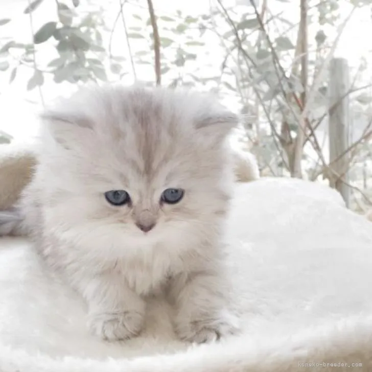 ID：2212-02581の子猫