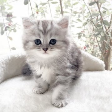 ミヌエット(長足)【香川県・男の子・2023年5月8日・シルバータビー&ホワイト（セミロング）】の写真「モデル系の男の子♡」