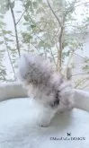 ミヌエット(長足)【香川県・男の子・2023年12月17日・】の写真4