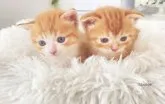 マンチカン(短足)【香川県・男の子・2023年6月17日・レッドタビー&ホワイト】の写真5「左ﾃﾞｽ♡」