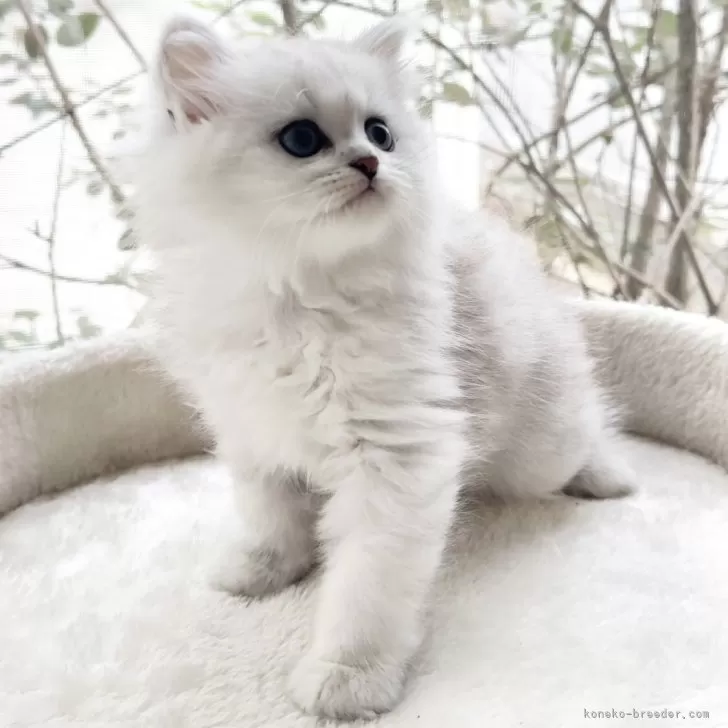 ID：2511-00584の子猫