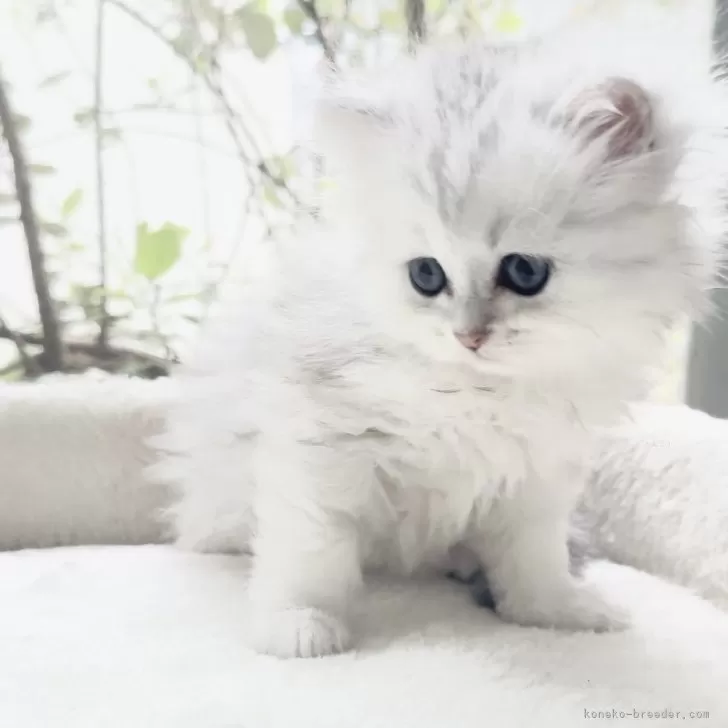 ID：2505-02449の子猫