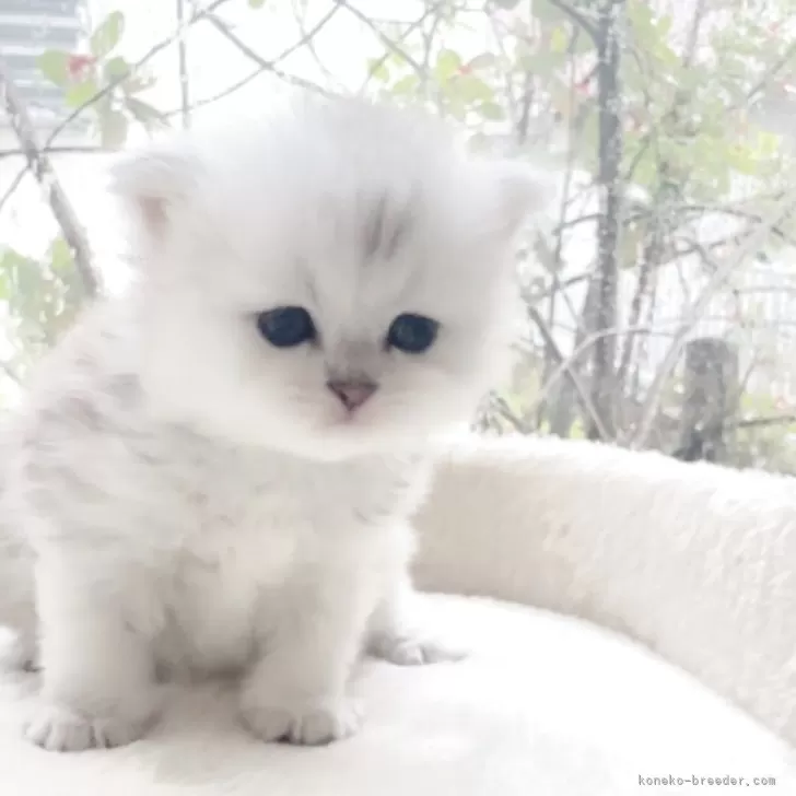 ID：2506-01322の子猫