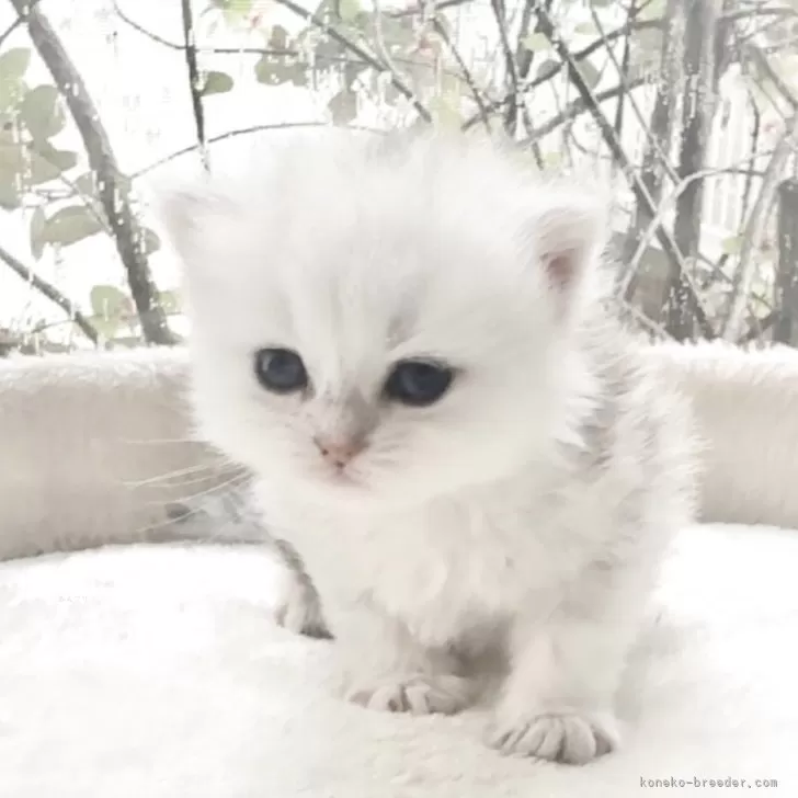 ID：2506-01320の子猫