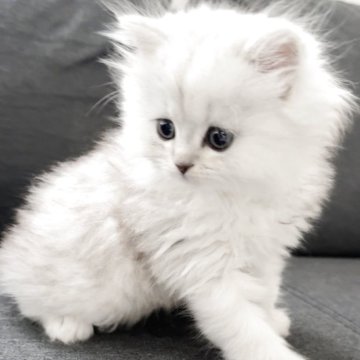 ペルシャ(チンチラ)【香川県・男の子・2025年9月14日・チンチラシルバー（ロング）】の写真「激震！可愛すぎる子ちゃん♡」