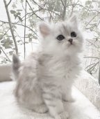 ペルシャ(チンチラ)