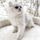 ペルシャ(チンチラ)