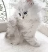 ペルシャ(チンチラ)【香川県・男の子・2025年9月14日・チンチラシルバー】の写真6