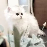 ミヌエット(長足)【香川県・男の子・2025年4月14日・チンチラシルバー】の写真2