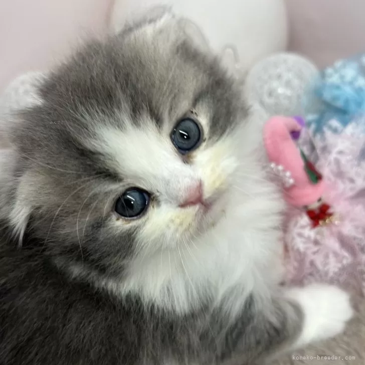 ID：2312-00501の子猫