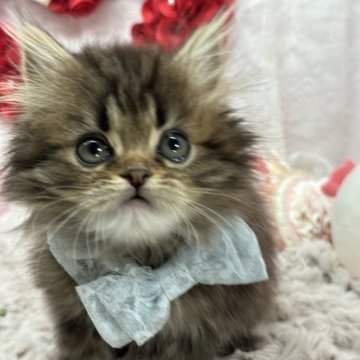 ミヌエット(長足)【長野県・男の子・2023年12月23日・ブラウンタビー（ロング）】の写真「ᜊ(˶‪‬ᐢ‬. .‪ᐢ˵)ᜊ」