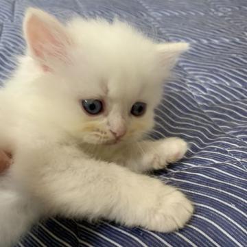 スコティッシュフォールド(立ち耳)【長野県・男の子・2022年5月9日・クリーム ポイント（ロング）】の写真「カマってちゃんの男の子♡ブルーアイになります♡」