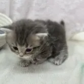 ミヌエット(短足)【長野県・男の子・2023年6月14日・ブルータビー】の写真4