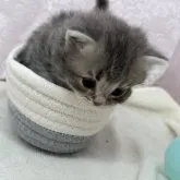 ミヌエット(短足)【長野県・男の子・2023年6月14日・ブルータビー】の写真5