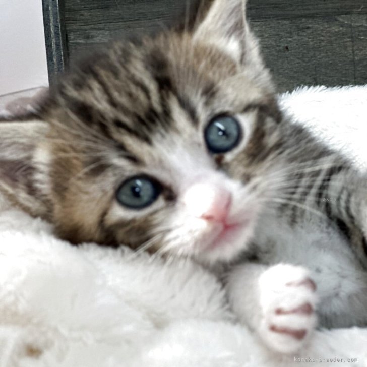 ブリーダー画像