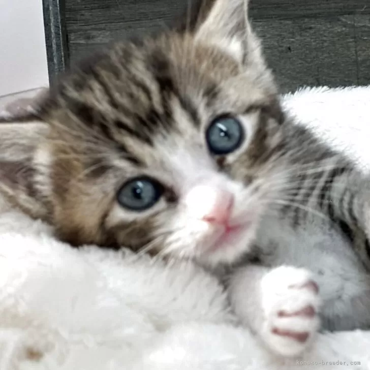 マンチカン(長足)【長野県・男の子・2025年10月2日・ブラウンタビー&amp;ホワイト】の写真1