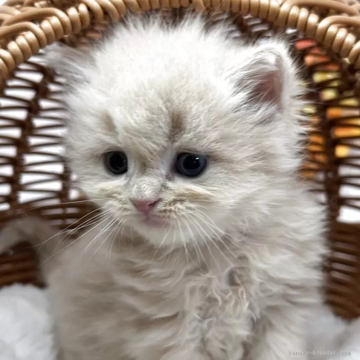 スコティッシュフォールド(立ち耳)【長野県・男の子・2025年9月30日・クリームタビー】の写真1