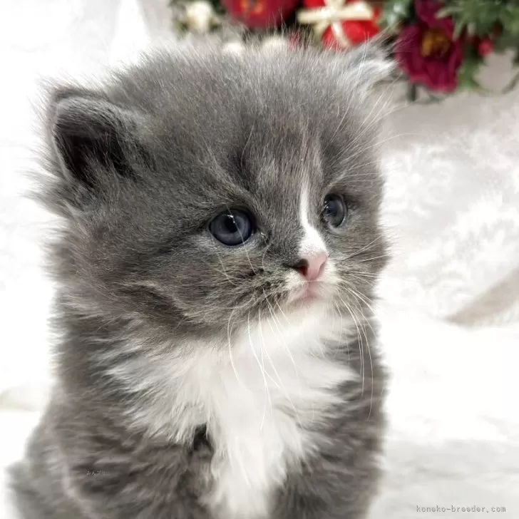 スコティッシュフォールド(立ち耳)【長野県・男の子・2025年10月8日・ブルータビー&amp;ホワイト】の写真1