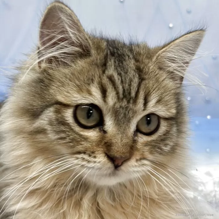 マンチカン(長足)【長野県・男の子・2025年4月23日・ブラウンタビー】の写真1