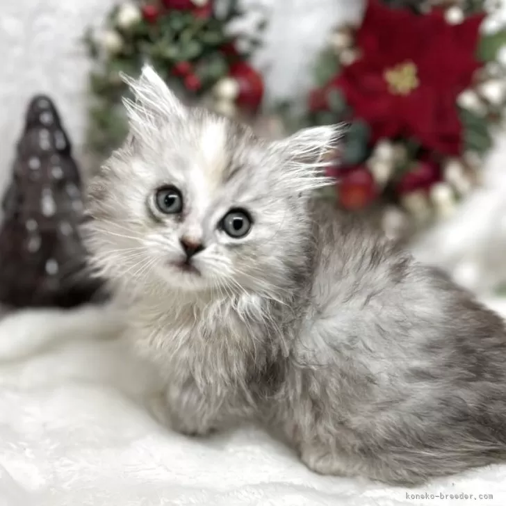 ミヌエット(短足)【長野県・女の子・2025年10月8日・シルバーパッチドタビー】の写真1