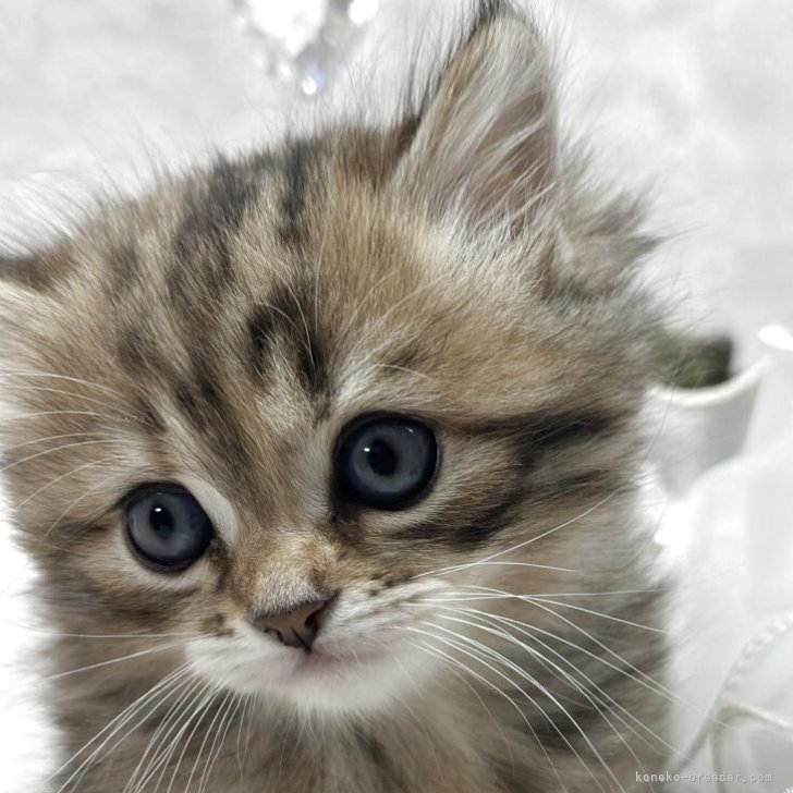 ブリーダー画像