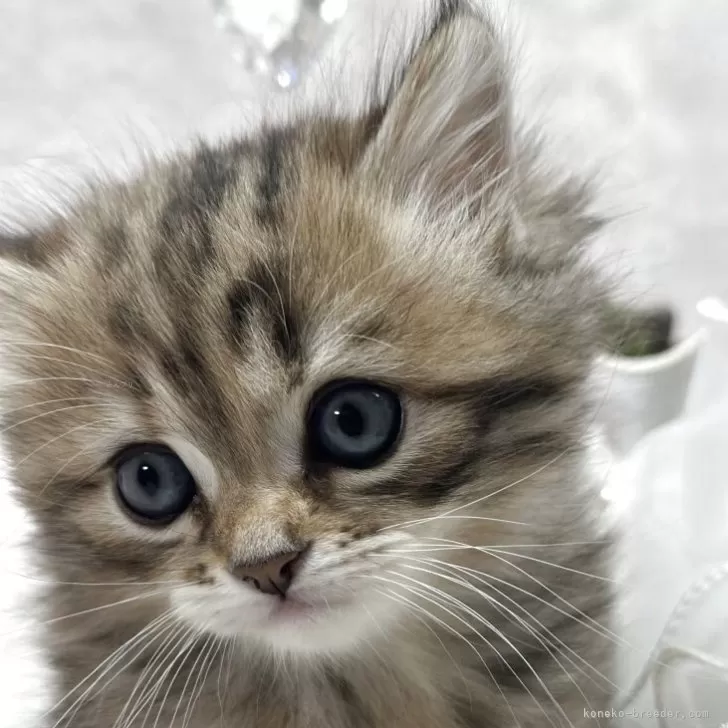 ミヌエット(長足)【長野県・女の子・2025年11月2日・ブラウンタビー】の写真1