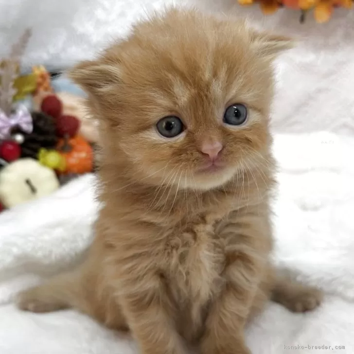 スコティッシュフォールド(折れ耳)【長野県・男の子・2025年9月30日・レッドタビー&amp;ホワイト】の写真1