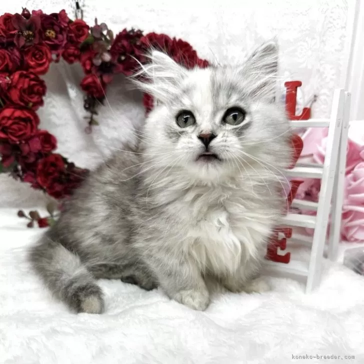 ID：2512-01002の子猫