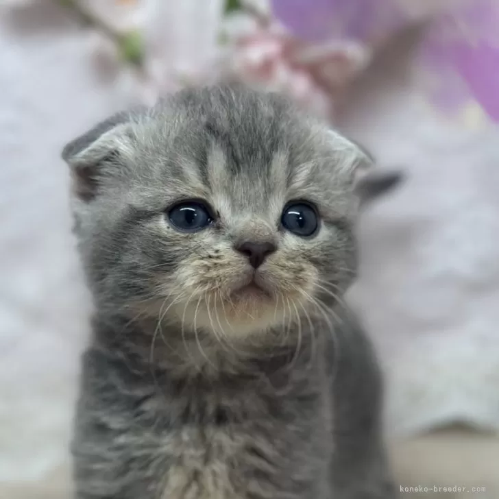 ID：2504-00047の子猫