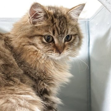 ミヌエット(長足)【長野県・男の子・2025年4月23日・ブラウンタビー（ロング）】の写真「♡甘えん坊なニャンコが好きな方へ♡」