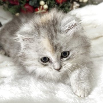 ミヌエット【長野県・女の子・2025年10月8日・シルバーパッチドタビー（ロング）】の写真「天使ちゃんᜊ(՞_  ̫ _ ՞)ᜊ」