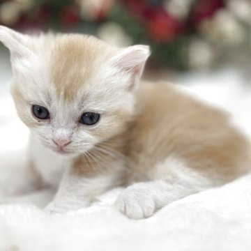 マンチカン(短足)【長野県・男の子・2025年11月13日・レッドタビー&ホワイト（ショート）】の写真「🐾短足ちゃん🐾」