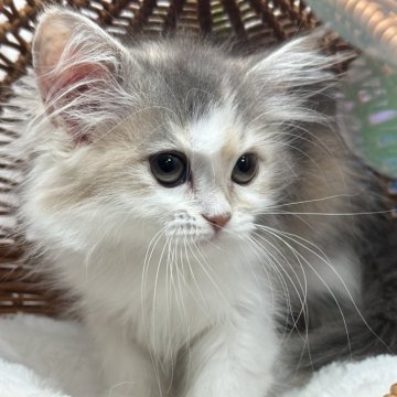 スコティッシュフォールド【長野県・女の子・2025年3月22日・ダイリュートキャリコ（ロング）】の写真「可愛い女の子♡」